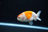 Ranchu  Sakura 3 Inch (ID#1119R1c-83) Free2Day SHIPPING