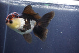 Thai Oranda  Tricolor 5 Inch (ID#1022To1b-85) Free2Day SHIPPING