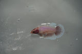 Dumbo Multicolor   Halfmoon Female Betta (ID#801-F406) Free2Day SHIPPING