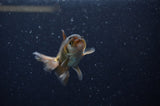 Baby Thai Oranda  Black 2.5 Inch (ID#311TPTA-95) Free2Day SHIPPING