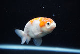 Ranchu  Sakura 3 Inch (ID#1119R1c-83) Free2Day SHIPPING