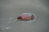 Dumbo Multicolor   Halfmoon Female Betta (ID#801-F406) Free2Day SHIPPING