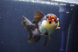 Thai Oranda  Tricolor 5 Inch (ID#1022To1b-85) Free2Day SHIPPING