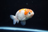 Ranchu  Sakura 3 Inch (ID#1119R1c-83) Free2Day SHIPPING