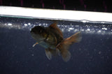 Baby Thai Oranda  Black 2.5 Inch (ID#311TPTA-95) Free2Day SHIPPING