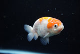 Ranchu  Sakura 3 Inch (ID#1119R1c-83) Free2Day SHIPPING