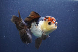 Thai Oranda  Tricolor 5 Inch (ID#1022To1b-85) Free2Day SHIPPING