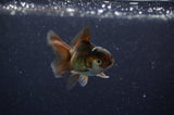 Baby Thai Oranda  Black 2.5 Inch (ID#311TPTA-95) Free2Day SHIPPING