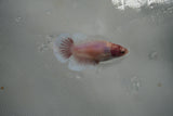 Dumbo Multicolor   Halfmoon Female Betta (ID#801-F406) Free2Day SHIPPING