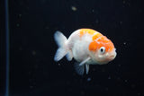 Ranchu  Sakura 3 Inch (ID#1119R1c-83) Free2Day SHIPPING