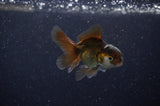 Baby Thai Oranda  Black 2.5 Inch (ID#311TPTA-95) Free2Day SHIPPING
