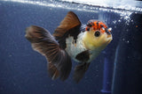 Thai Oranda  Tricolor 5 Inch (ID#1022To1b-85) Free2Day SHIPPING