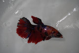 Nemo Koi Galaxy  Halfmoon Female Betta (ID#801-F407) Free2Day SHIPPING