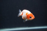 Baby Ranchu  Sakura 2.5 Inch (ID#0103R9c-26) Free2Day SHIPPING