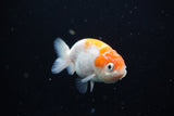 Ranchu  Sakura 3 Inch (ID#1119R1c-83) Free2Day SHIPPING