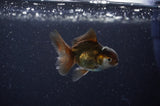 Baby Thai Oranda  Black 2.5 Inch (ID#311TPTA-95) Free2Day SHIPPING