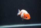 Baby Ranchu  Sakura 2.5 Inch (ID#0103R9c-26) Free2Day SHIPPING