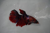 Nemo Koi Galaxy  Halfmoon Female Betta (ID#801-F407) Free2Day SHIPPING