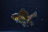 Baby Thai Oranda  Black 2.5 Inch (ID#311TPTA-95) Free2Day SHIPPING