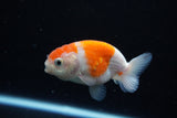 Ranchu  Sakura 3 Inch (ID#1119R1c-83) Free2Day SHIPPING