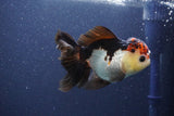 Thai Oranda  Tricolor 5 Inch (ID#1022To1b-85) Free2Day SHIPPING