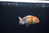 Ranchu  Calico 3 Inch (ID#1119R1c-84) Free2Day SHIPPING