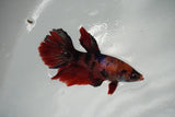 Nemo Koi Galaxy  Halfmoon Female Betta (ID#801-F407) Free2Day SHIPPING