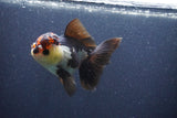 Thai Oranda  Tricolor 5 Inch (ID#1022To1b-85) Free2Day SHIPPING