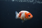 Baby Ranchu  Sakura 2.5 Inch (ID#0103R9c-26) Free2Day SHIPPING