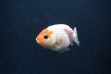 Baby Ranchu  Sakura 2.5 Inch (ID#0103R9c-26) Free2Day SHIPPING