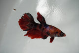 Nemo Koi Galaxy  Halfmoon Female Betta (ID#801-F407) Free2Day SHIPPING