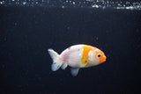 Ranchu  Calico 3 Inch (ID#1119R1c-84) Free2Day SHIPPING