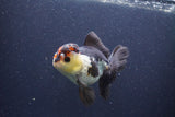 Thai Oranda  Tricolor 5 Inch (ID#1022To1b-85) Free2Day SHIPPING