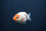 Baby Ranchu  Sakura 2.5 Inch (ID#0103R9c-26) Free2Day SHIPPING