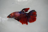 Nemo Koi Galaxy  Halfmoon Female Betta (ID#801-F407) Free2Day SHIPPING