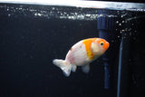 Ranchu  Calico 3 Inch (ID#1119R1c-84) Free2Day SHIPPING