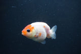 Baby Ranchu  Sakura 2.5 Inch (ID#0103R9c-26) Free2Day SHIPPING