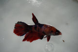 Nemo Koi Galaxy  Halfmoon Female Betta (ID#801-F407) Free2Day SHIPPING