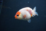 Baby Ranchu  Sakura 2.5 Inch (ID#0103R9c-26) Free2Day SHIPPING