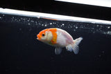 Ranchu  Calico 3 Inch (ID#1119R1c-84) Free2Day SHIPPING