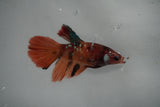 Nemo Koi Galaxy  Halfmoon Female Betta (ID#801-F408) Free2Day SHIPPING