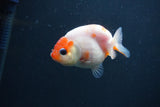 Baby Ranchu  Sakura 2.5 Inch (ID#0103R9c-26) Free2Day SHIPPING