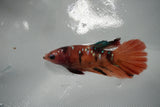 Nemo Koi Galaxy  Halfmoon Female Betta (ID#801-F408) Free2Day SHIPPING