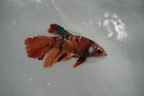 Nemo Koi Galaxy  Halfmoon Female Betta (ID#801-F408) Free2Day SHIPPING