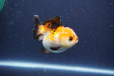 Short Body Thai Oranda  Tricolor 3 Inch (ID#1018To14b-73) Free2Day SHIPPING