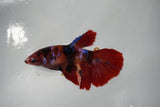 Nemo Koi Galaxy  Halfmoon Female Betta (ID#801-F409) Free2Day SHIPPING