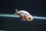 Baby Ranchu  Calico 3 Inch (ID#0103R9c-27) Free2Day SHIPPING