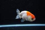 Ranchu  Calico 3 Inch (ID#1119R1c-85) Free2Day SHIPPING