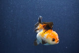 Short Body Thai Oranda  Tricolor 3 Inch (ID#1018To14b-73) Free2Day SHIPPING