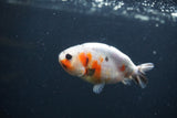 Baby Ranchu  Calico 3 Inch (ID#0103R9c-27) Free2Day SHIPPING